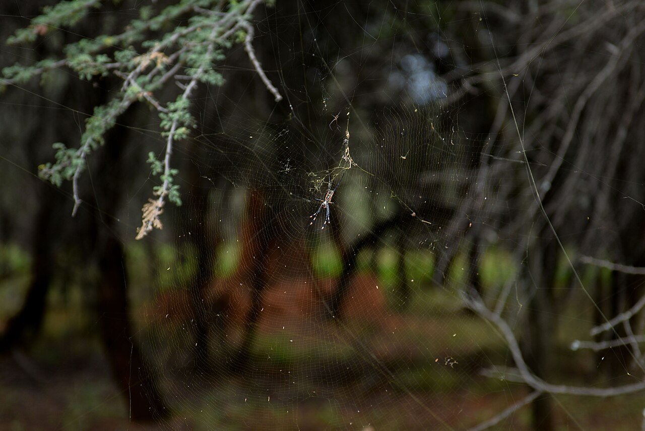 Spider — Fox Bulletin
