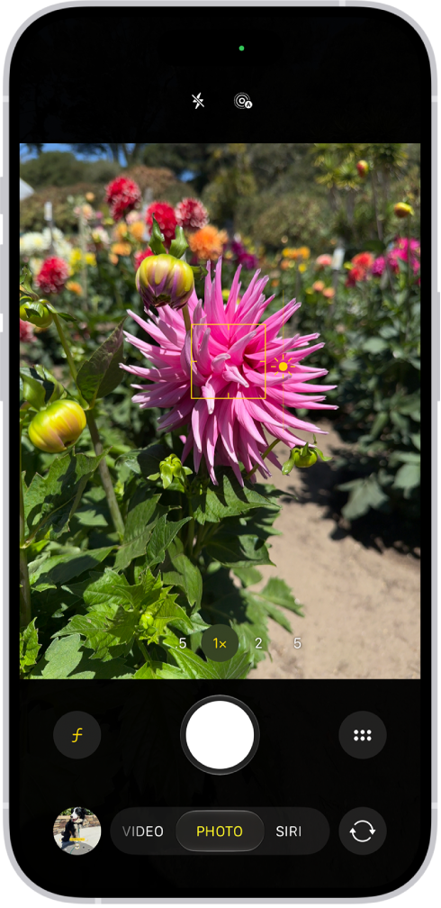 iPhone Camera app with focus locked on a flower and the exposure slider beside it