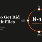 How to Get Rid of Fruit Flies headline beside a jar trap and the 8 to 10 day life cycle