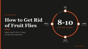 How to Get Rid of Fruit Flies headline beside a jar trap and the 8 to 10 day life cycle
