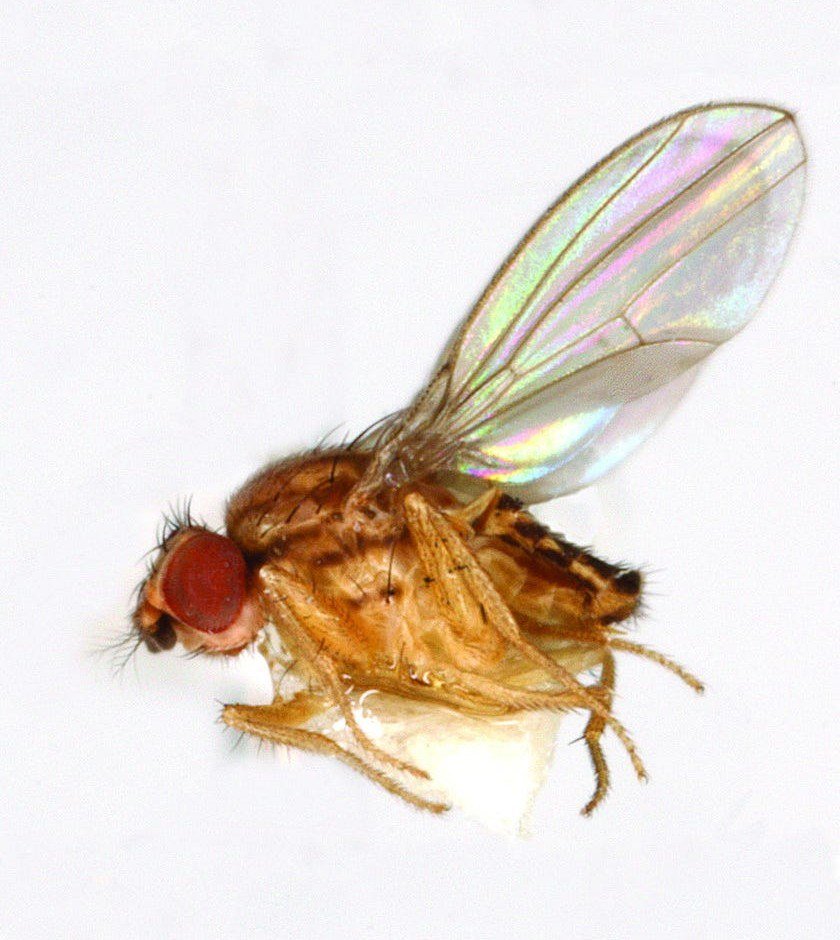 Side view of an adult fruit fly with bright red eyes, a tan body and an iridescent wing