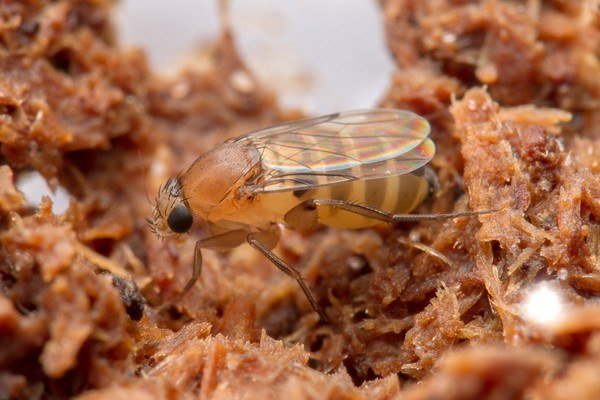 Adult phorid fly with dark eyes and a humped thorax resting on decaying organic matter