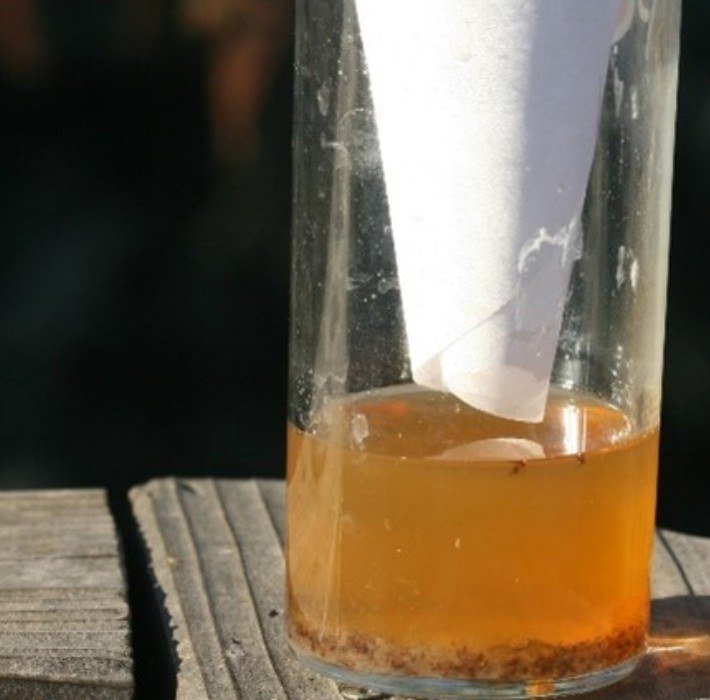 Glass of cider vinegar with a paper funnel inserted and drowned fruit flies at the bottom