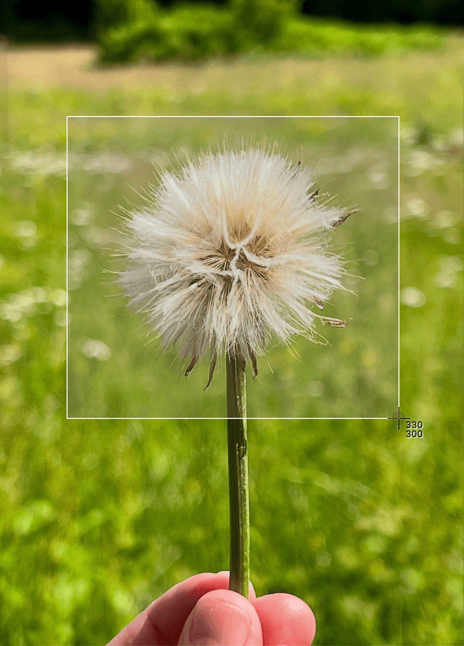 Mac screen with a selection rectangle drawn over a dandelion photo for a partial screenshot