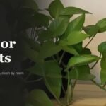 Bright neon pothos trailing from a pot on a wooden shelf beside the Indoor Plants headline