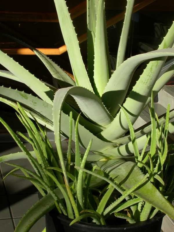 Large potted aloe vera rosette with thick gray-green toothed leaves and offsets