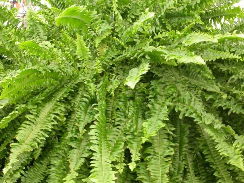 Dense arching Boston fern fronds