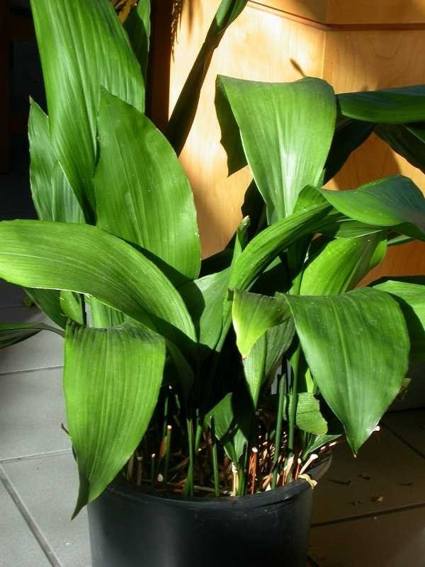 Potted cast iron plant with broad upright dark green leaves