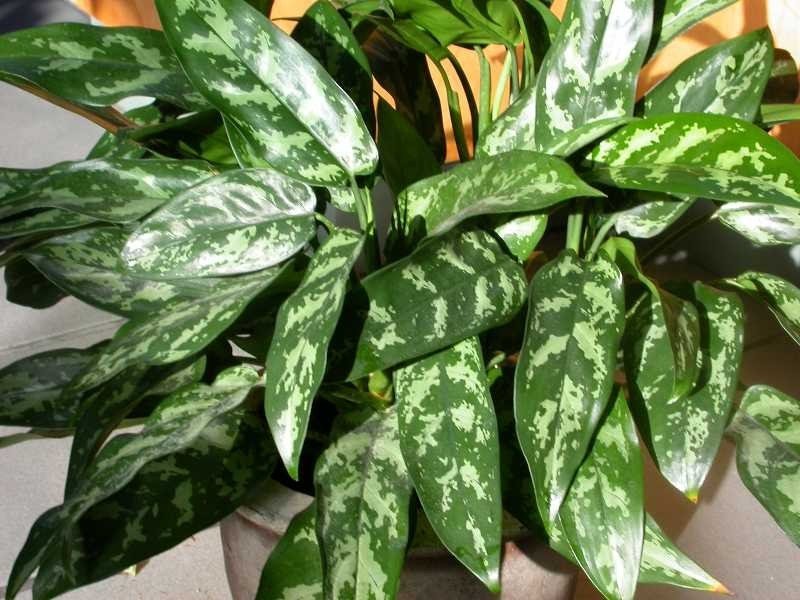 Chinese evergreen with lance-shaped leaves blotched silver-gray on dark green