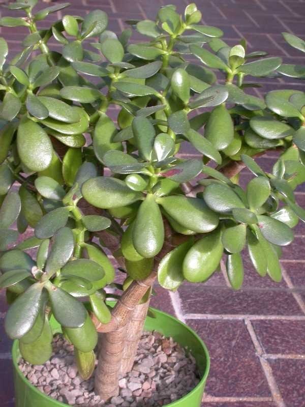 Jade plant with a thick woody trunk and round fleshy leaves in a green pot