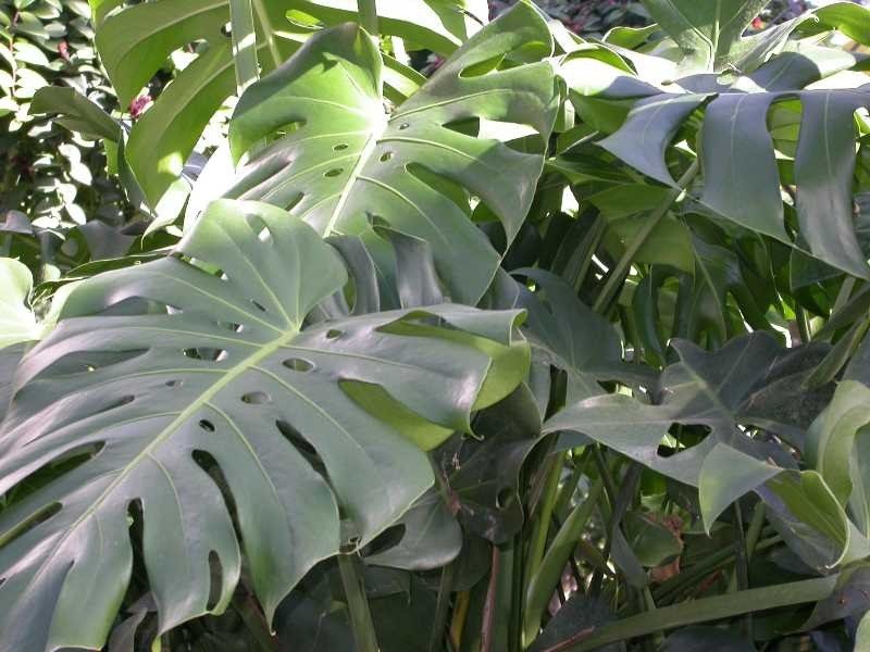 Large split and perforated Monstera deliciosa leaves