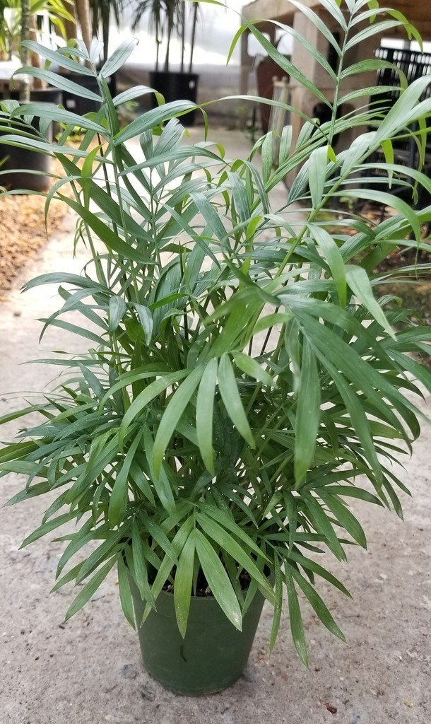 Potted parlor palm with several thin stems and feathery fronds