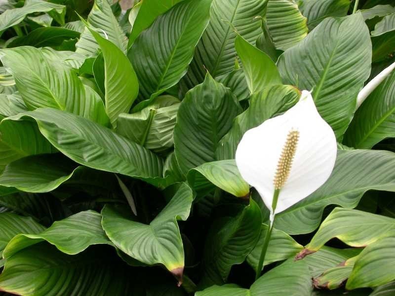 Peace lily with glossy dark green leaves and one white spathe flower