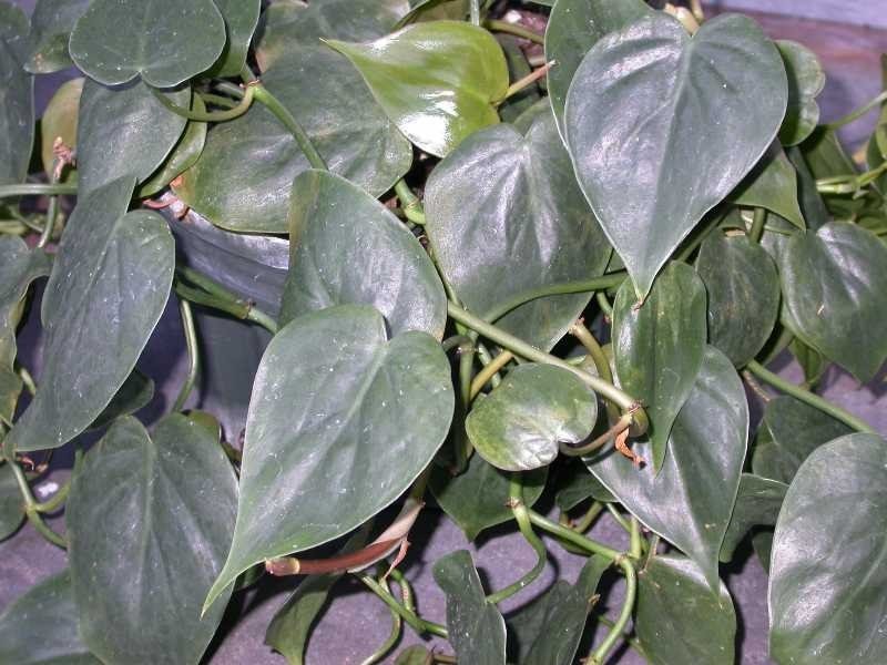 Trailing heartleaf philodendron with many heart-shaped green leaves