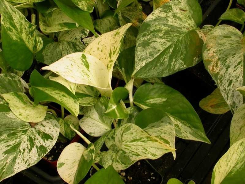 Pothos vines with heart-shaped leaves heavily marbled in cream and green