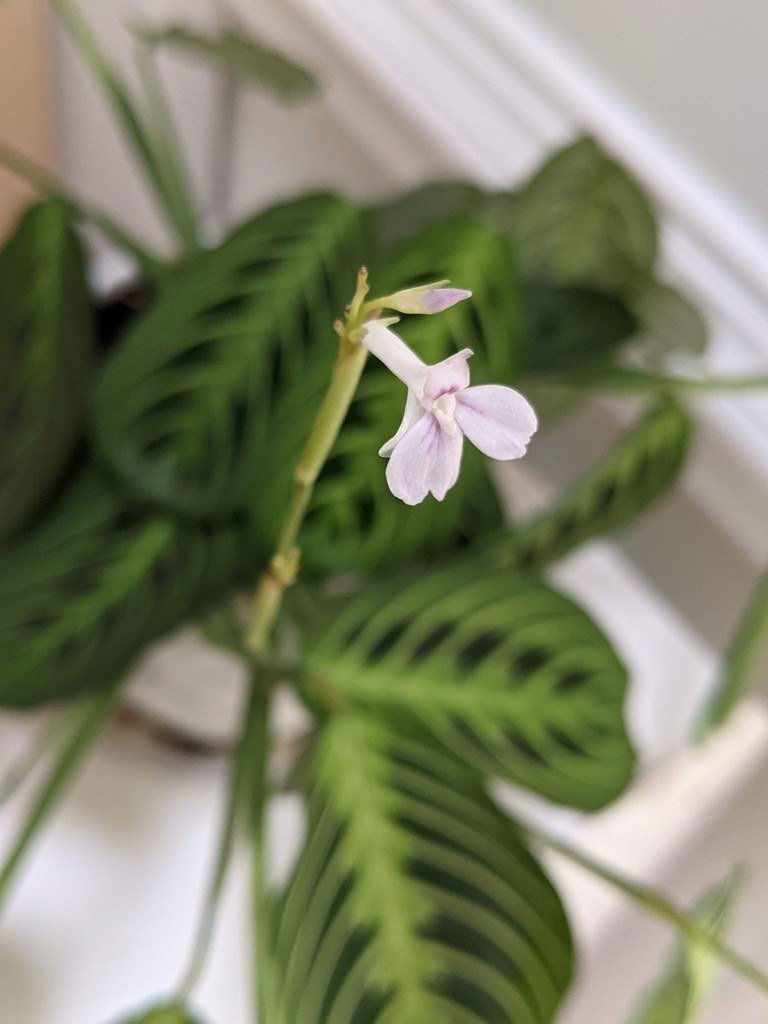 Prayer plant leaves with dark blotches either side of the midrib and a small pale lilac flower