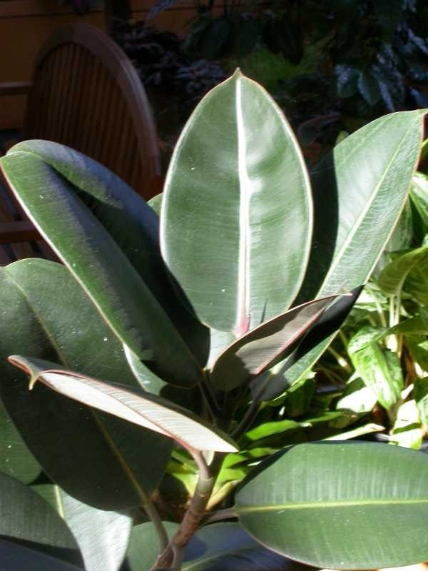 Rubber plant shoot with thick glossy oval leaves and a pinkish new leaf sheath