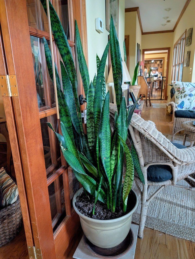 Tall snake plant with dark green banded leaves in a cream pot beside a glass door