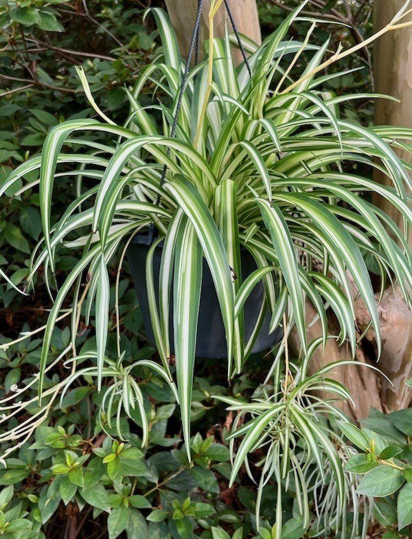 Variegated spider plant with arching green and white striped leaves and dangling plantlets