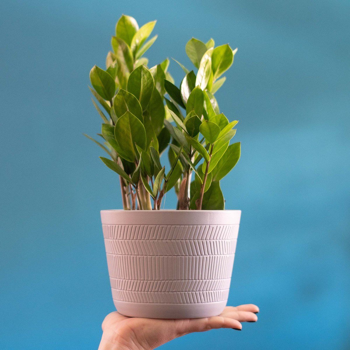 ZZ plant with glossy upright leaflet stems in a pink textured pot held in a hand against a blue wall
